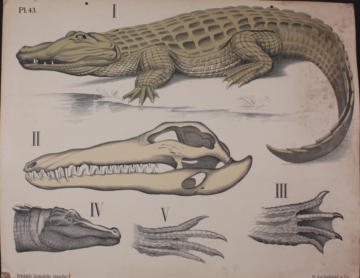 Motivet viser krokodillens anatomi.