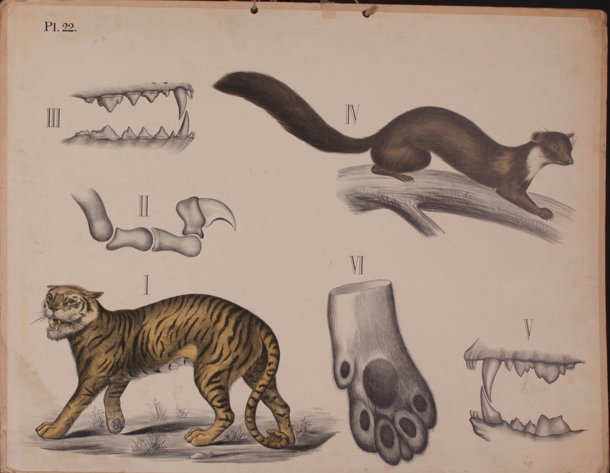 Motivet viser rovdyr i katte- og mårslekten.