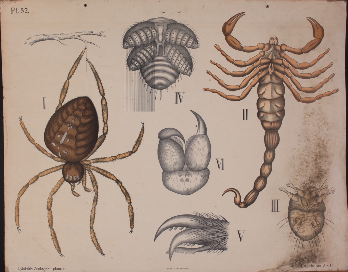 Motivet viser edderkopp, skorpion, bille.
