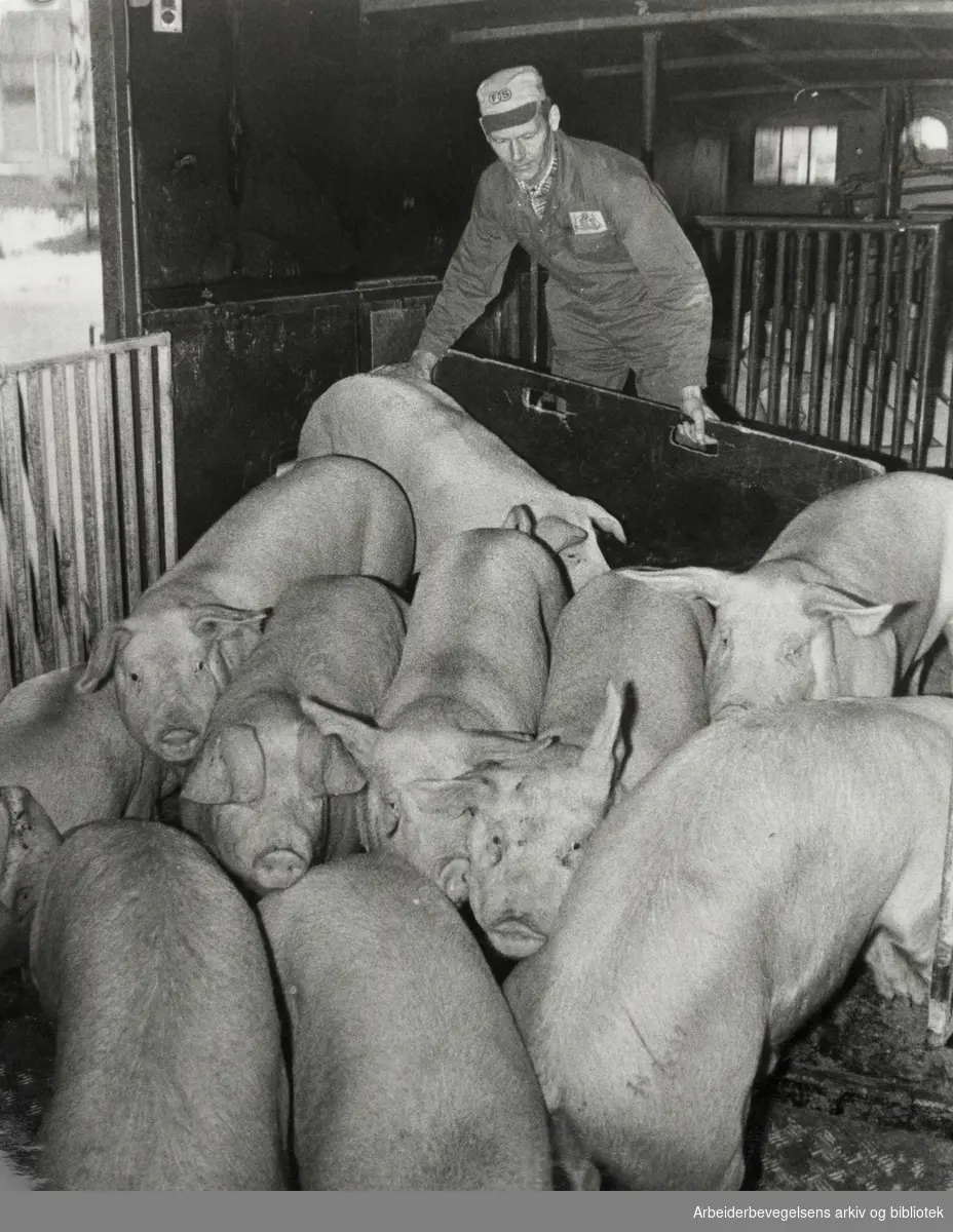 Fellesslakteriet. Harry Sørlie har fraktet dyrene til slakteriet. November 1979