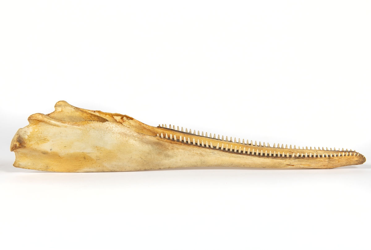 Kranium av delfin (springare). Består av två delar a) överkäke och b) underkäke.