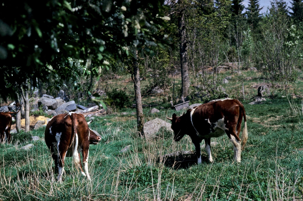 Kvigor i beteshage, Mossbo, Tierps socken, Uppland 1981 - 1982