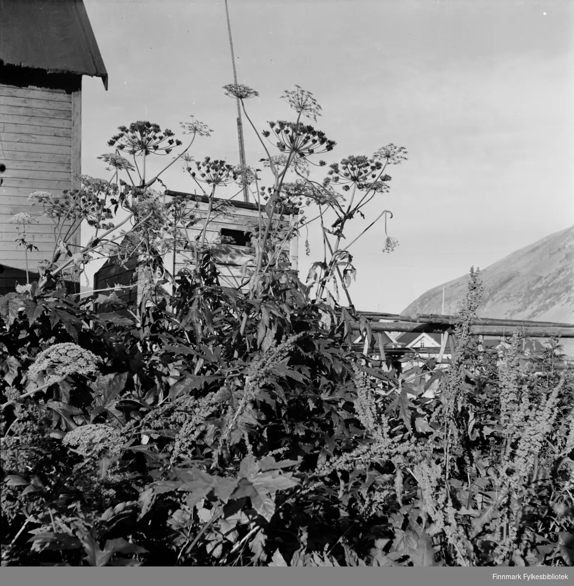 Kjøllefjord i 1940. Tromsøpalmen vokser meterhøy mellom hus og fiskehjeller.