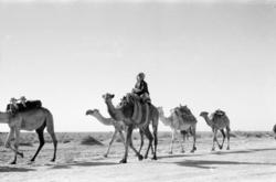 Gjetere på kamelryggen. På vei til Abadan