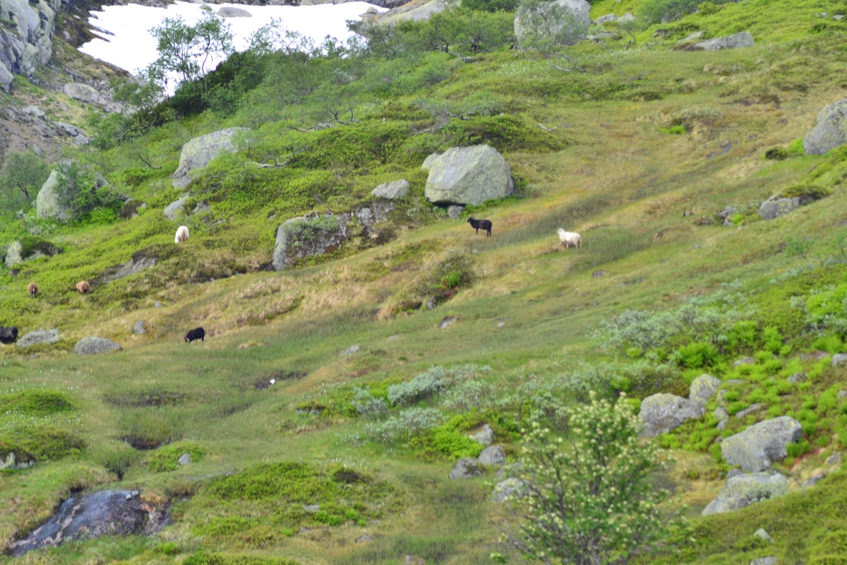 Asbjørn Haga og Aina Gjesdal med hunder på tur ein veke ved Lykkjevatnet i Langeidshei for å sjå til sauene og feriera. Dei overnatta i Lykkjehytta, tilhøyrande Jæren Smalalag.