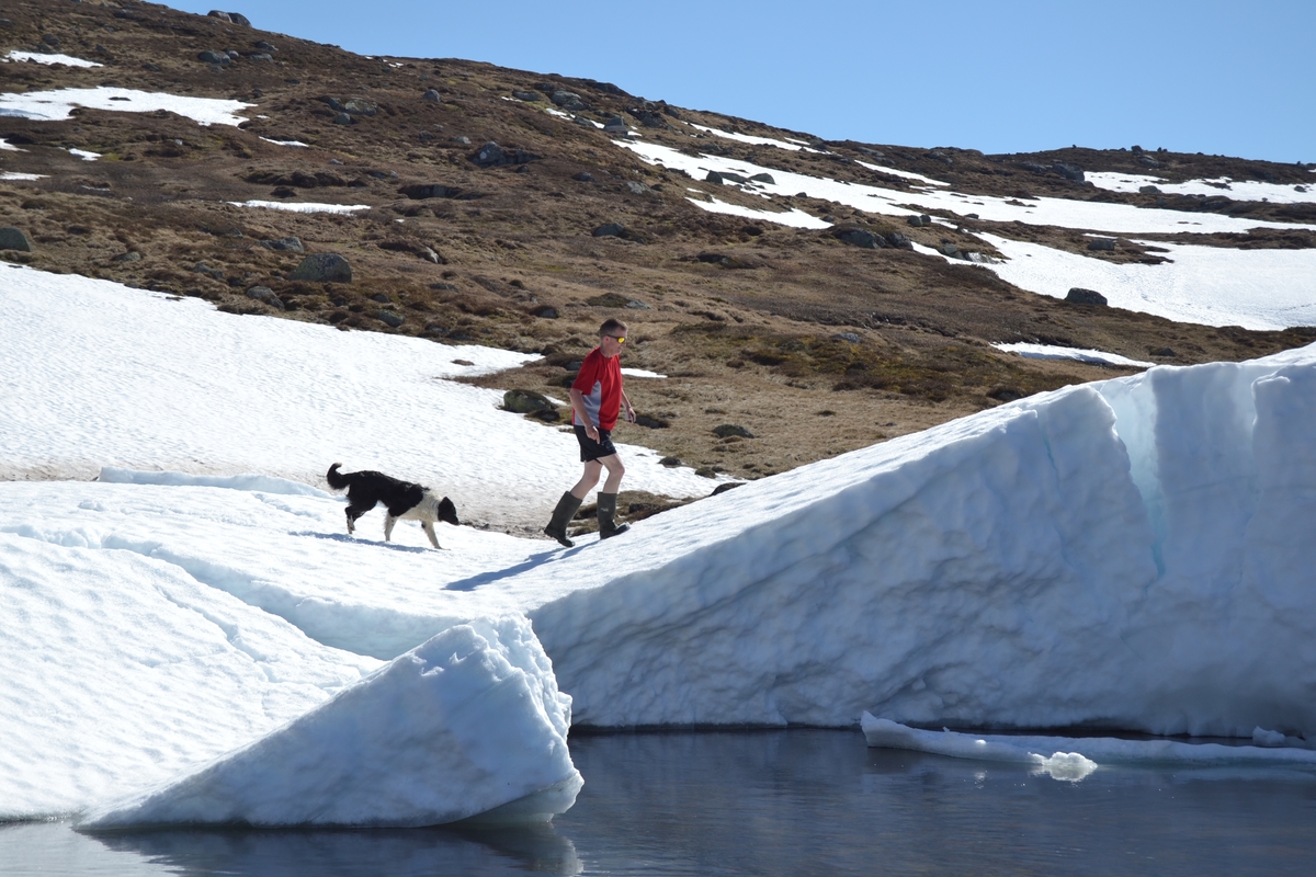 Arild Tuen og en hund på vei opp på ei snøfonn nede ved Reinshornåno.