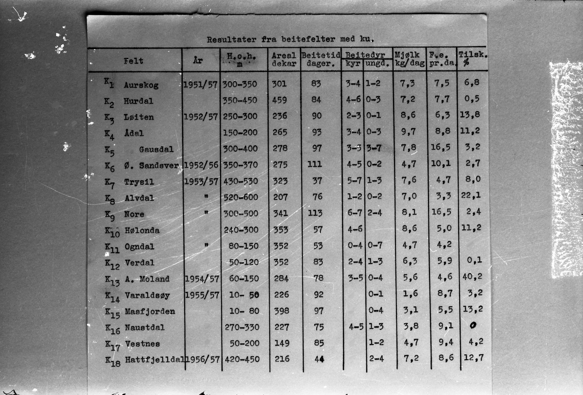 Avfotografert tabell som viser resultater fra beitefelter med ku. Muligens avfotografert på oppdrag for beiteforsøksgården på Apelsvoll.