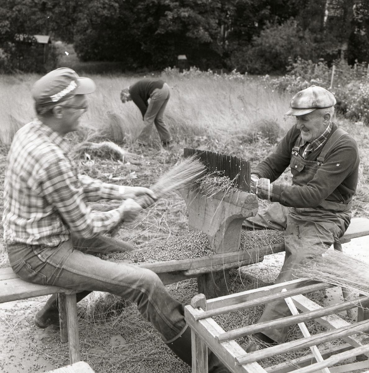 Tre personer arbetar med linrivning och häckling, 15 september 1984.