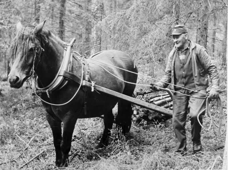 Tømmerkjøring med hest