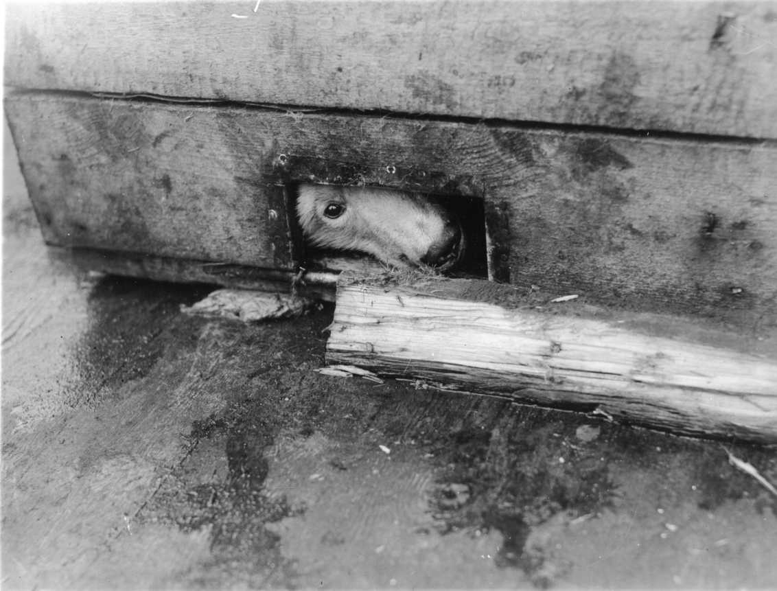 En hundnos kikar fram ur ett rektangulär hål i en trälår, som möjligen står på ett fångstfartyg.