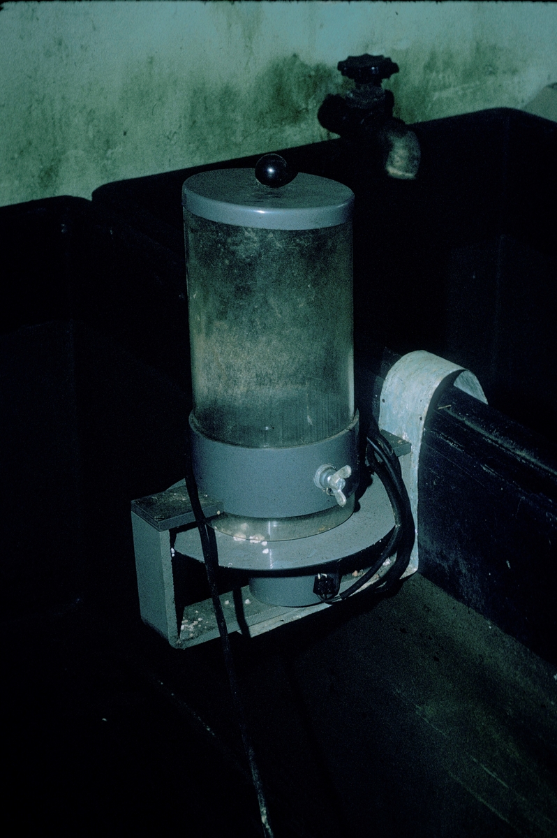 Forsøgsdambruget i Brøns, Danmark, 1974 : Fôrautomat med elektrisk motor som henger på kanten av et smoltkar.
