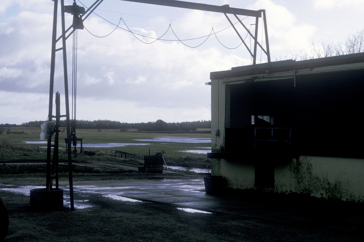 Forsøgsdambruget i Brøns, Danmark, 1974 : Hellelagt område med traverskran og en bygning ved siden. Åpent landskap med store regndammer i bakgrunnen.