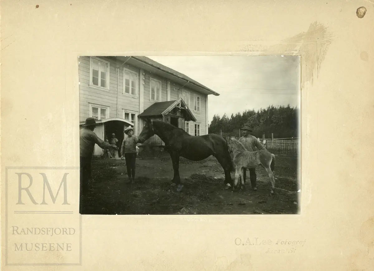 Hest med føll vises fram for fotografering foran våningshuset på Røysum Nordre.