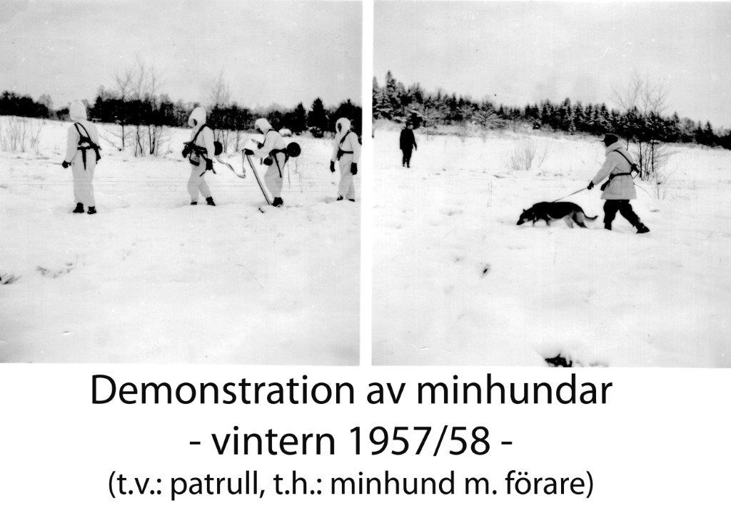 Demonstration av minhundar, vintern 1957/58, i terrängen bortom Eldsundsån.