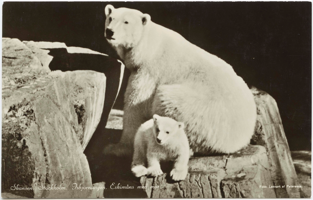 Vykort med motiv från Skansen. "Isbjörnsungen Eskimåns med mor."