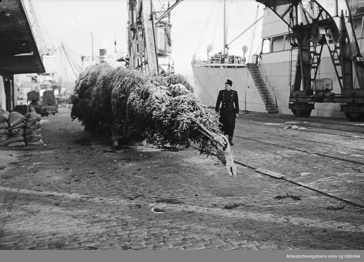 Årets julegran fraktes med Fred. Olsen-båten Brisk til London og Trafalgar Square. Oslo havn, 6. desember 1949.