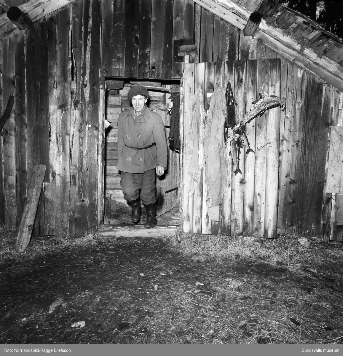 Tidigare skidlöparstjärnan Lars-Teodor Jonsson i sin bostad, en enslig skogskoja i Lill-Allvattnet, Strömsund, där han levde till nära 90 års ålder. Stugan har senare flyttats och finns bevarad på hembygdsgården i Strömsund. Reportagebilder för Expressen.