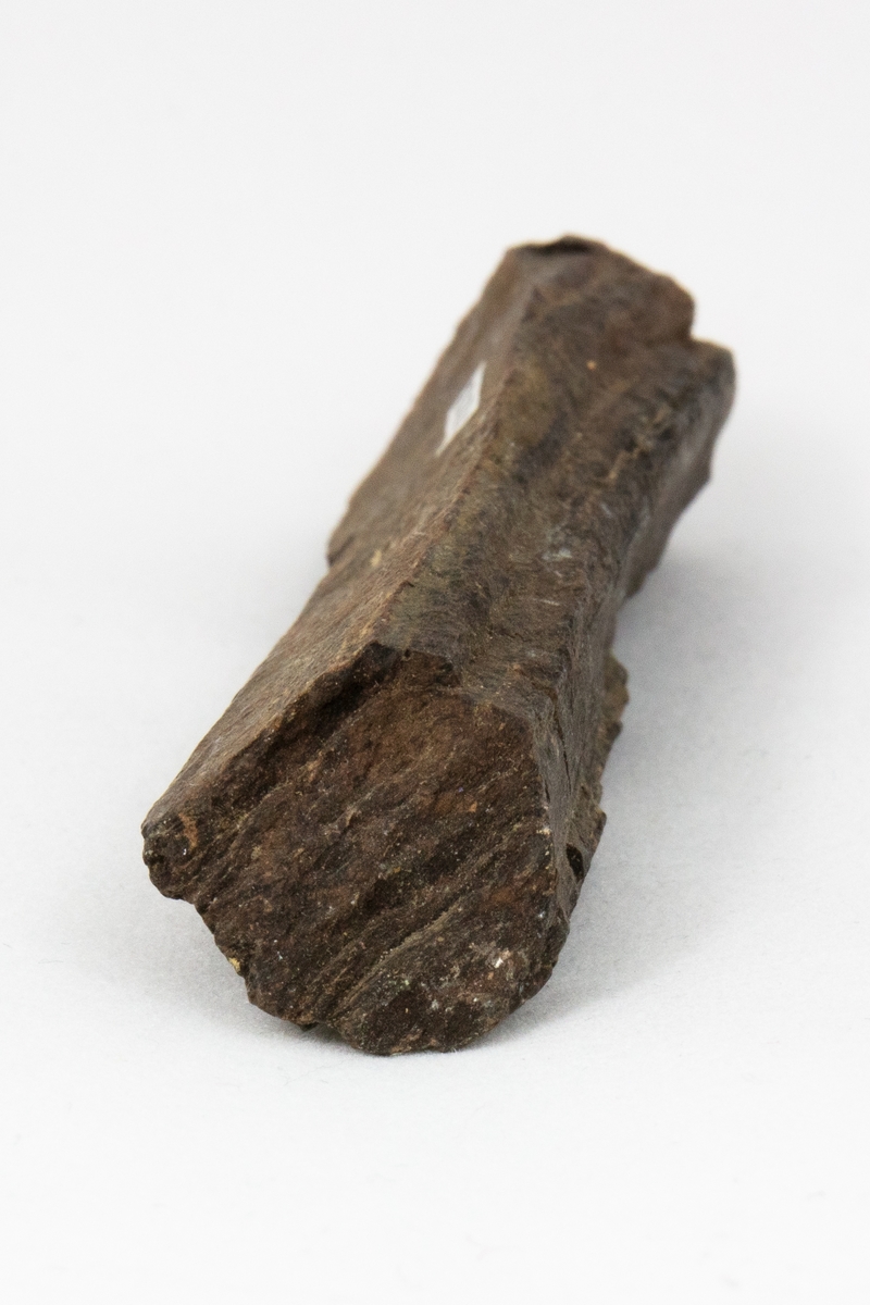 Fossilt trä kallas även för förkislat trä. Fossilt trä bildas då ett dött träds beståndsdelar utbyts ut genom cirkulerande vatten som medför sediment. Detta exemplar är en liten del av ett stort träd med en stor diameter. Stycket är suttit i ytterkanten vid barken. Exemplaret har okänt ursprung men ingår i Adolf Andersohns samling.