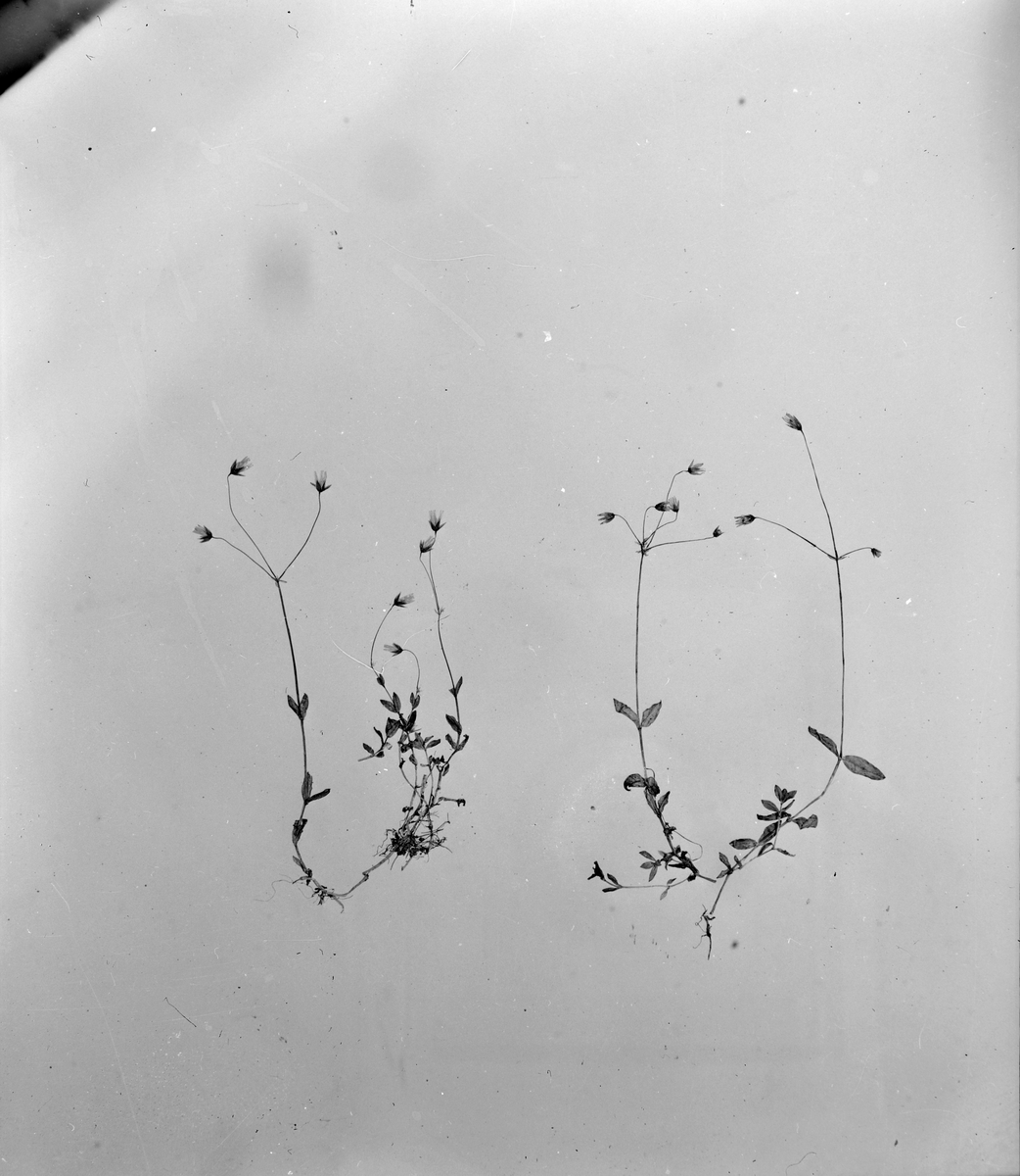 Herbarium hos Vitenskapsselskapet
