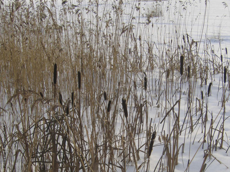 Foto av dunkjevle i vinterbakgrunn (Foto/Photo)