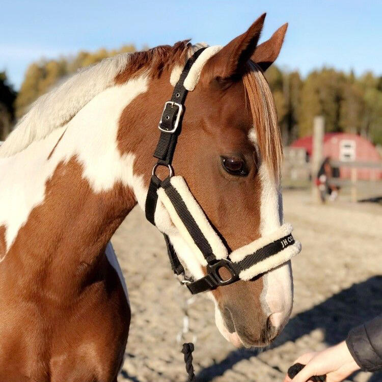 En brun og hvit hest. 