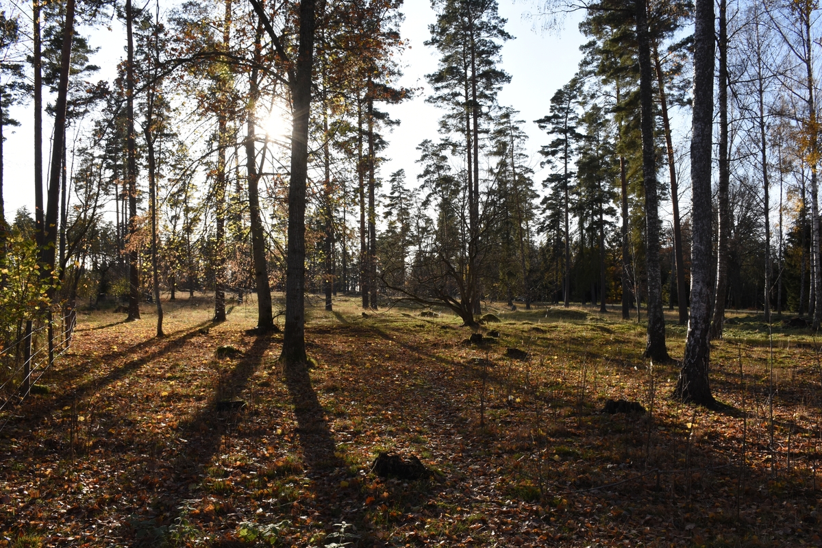 Utsikt mot mellersta gravfältet på Visingsö i Jönköpings kommun. Fotot taget mot söder.