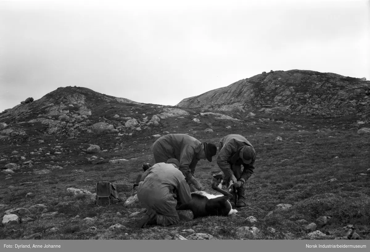 Jens-Anton Poulsson og to andre menn flår et reinsdyr i fjellet, Li, Møsstrond