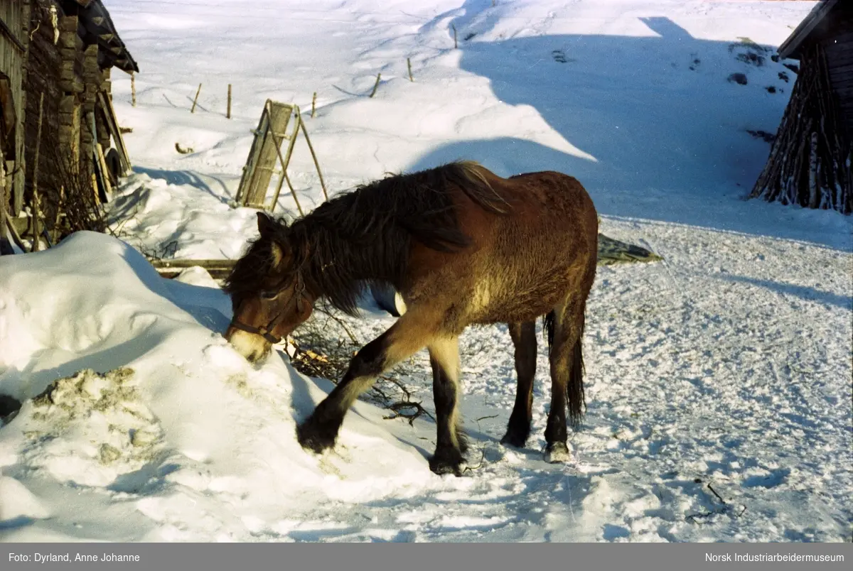 Hest i snøen lener seg ned og har mulen i snøen på Øverbø i Åmotsdal