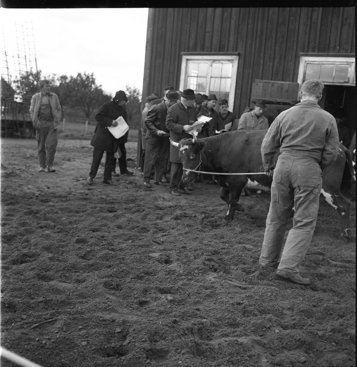 Kreatursauktion i Ravelsmark. En man i overall med ryggen mot fotografen håller en tjur på lite avstånd i ett rep.