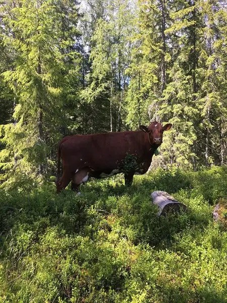 Ku i Skålbergsætra. Bildet tatt av en brun ku i skogen.