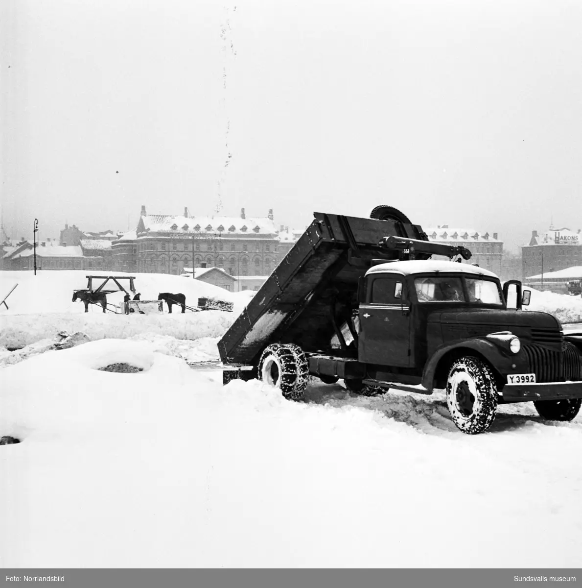 Snöröjning 1951. Hästar och lastbilar tippar sina snölass i Selångersåns mynning.