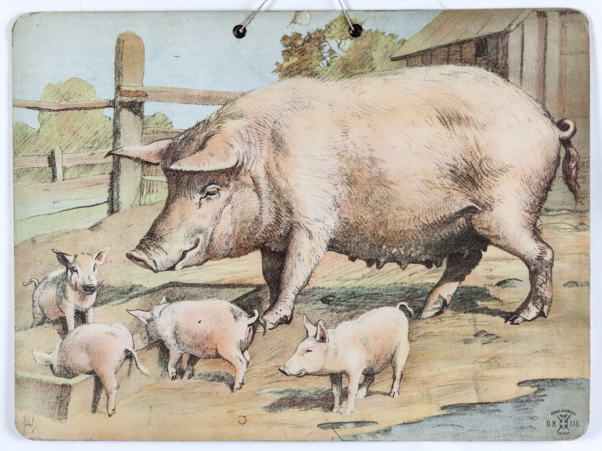 Skoleplansje, naturfag. Illustrert på begge sider, forestiller sauer i gårdsmiljø (116) og gris med unger (Nr. 115).
