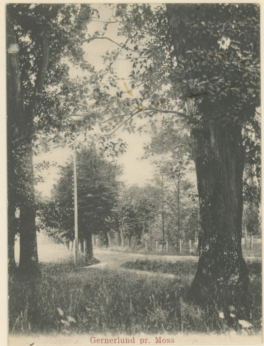 To varianter av samme bilde, ca. 1903.
Parti fra Dyreveien mellom Melløslunden og Gernerlunden, før trafikkmaskinen ble anlagt i krysset.

Tekst på bilde 1: "Gererlund pr. Moss".