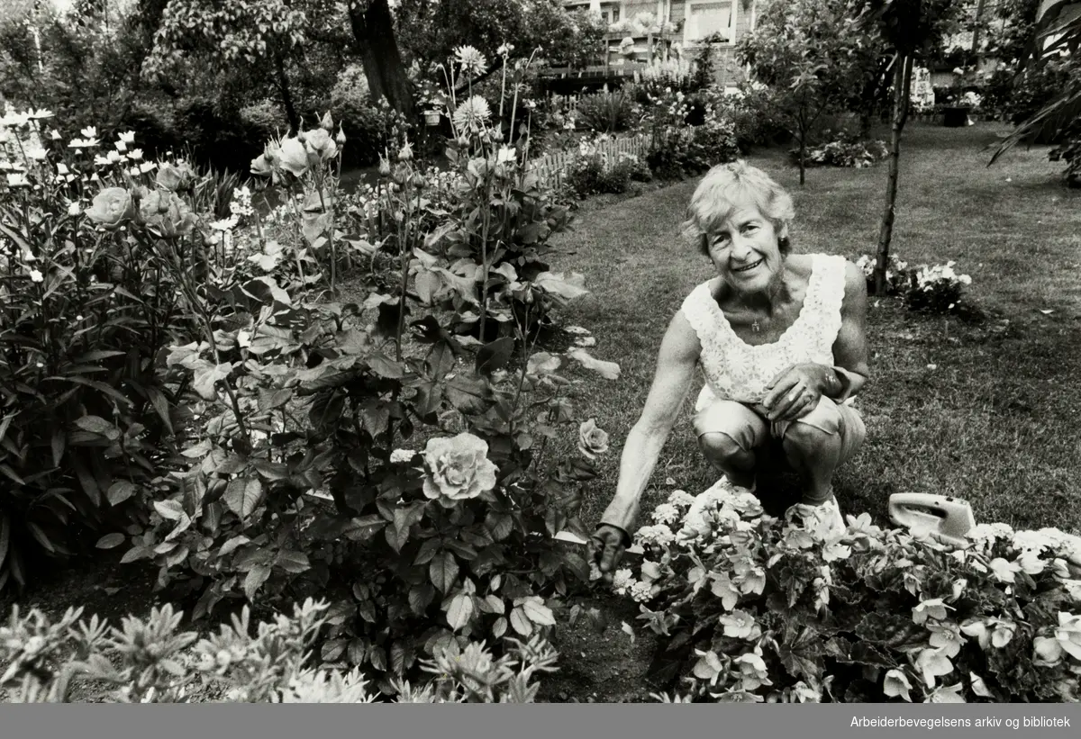 Rodeløkka kolonihage. Olaug Bakken steller med blomstene sine. Juli 1982