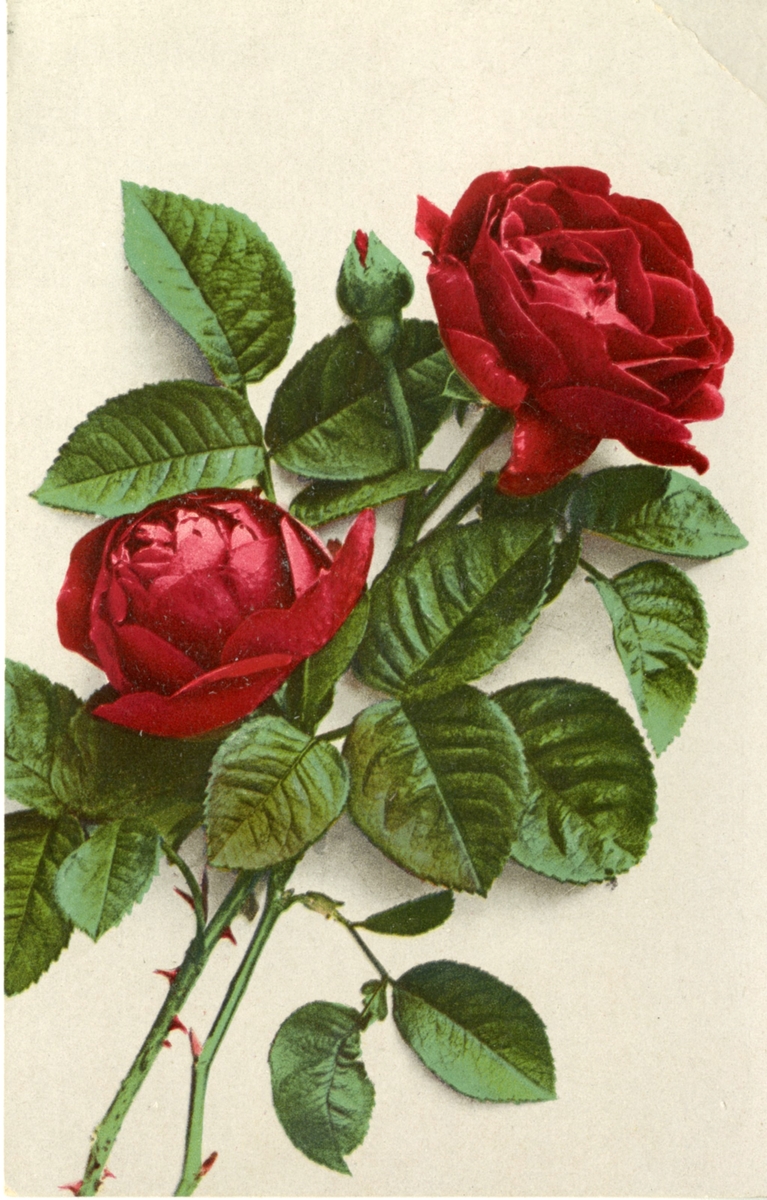 Postkort med en rose på framsiden.