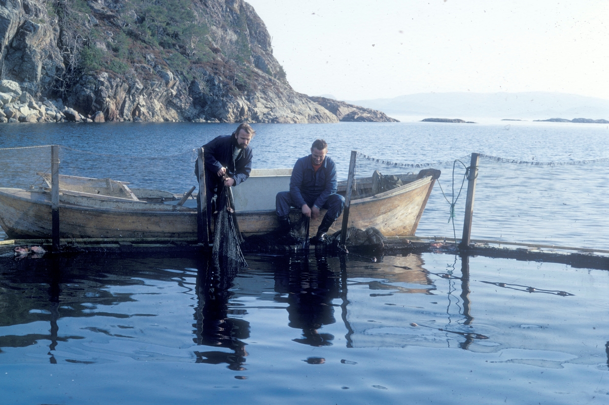 To menn i en båt drar inn ei orkastnot. Den er satt i ei merde for å fange inn laks. Fra venstre er det Einar Brun, professor i zoologi ved universitetet i Tromsø og Ove Grøntvedt. En av eierne av anlegget.