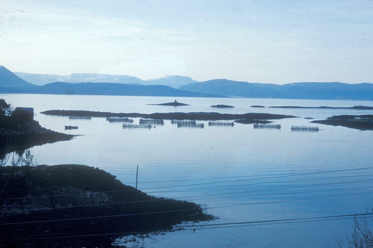 Hitra, 1972 : Til venstre er brygga ved Laksåvika på Hitra. På sjøen ligger det flere merder.  Trondheimsleia og fastlandet i bakgrunnen.