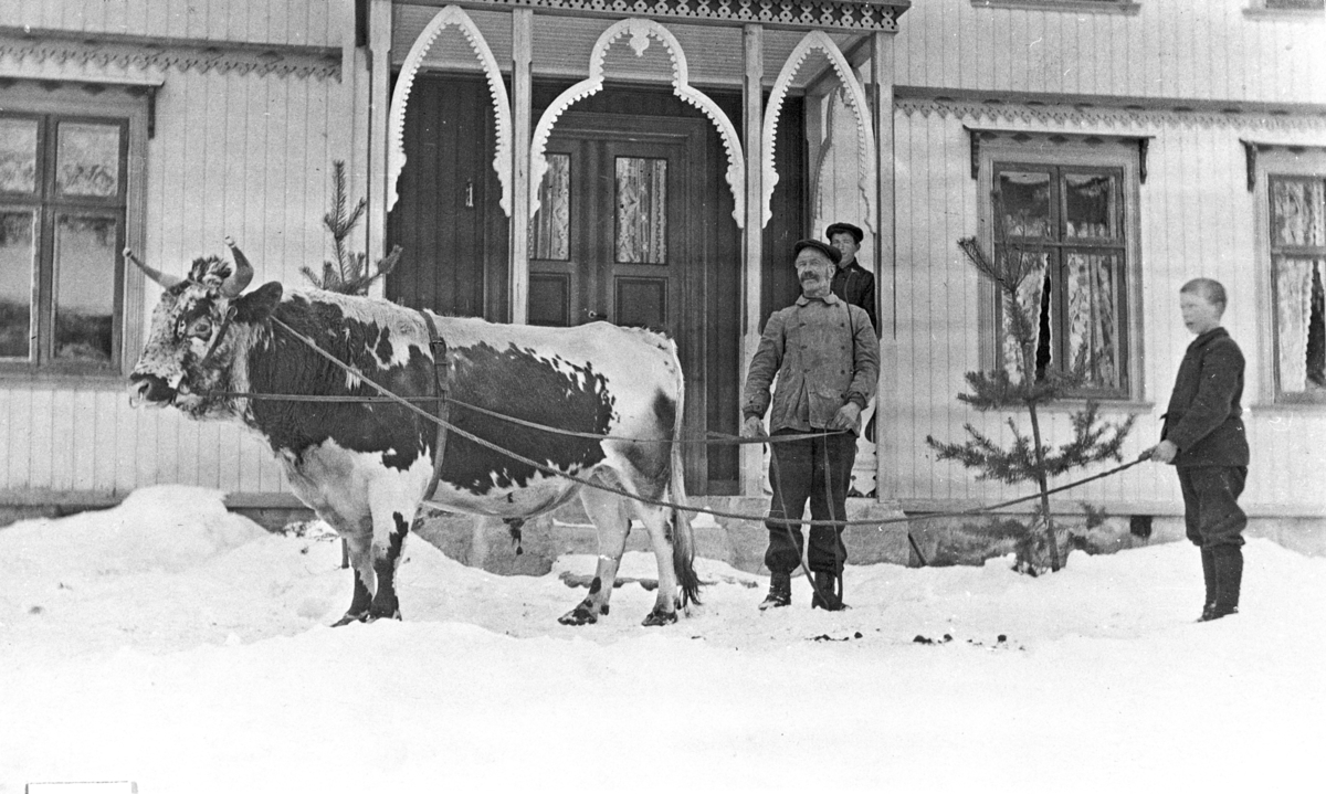 Stamokse (avlsokse) på Frøvoll «kjørt» av Knut Skår og Thomas Skår. På trammen Erik Skår. Omkring 1905.
