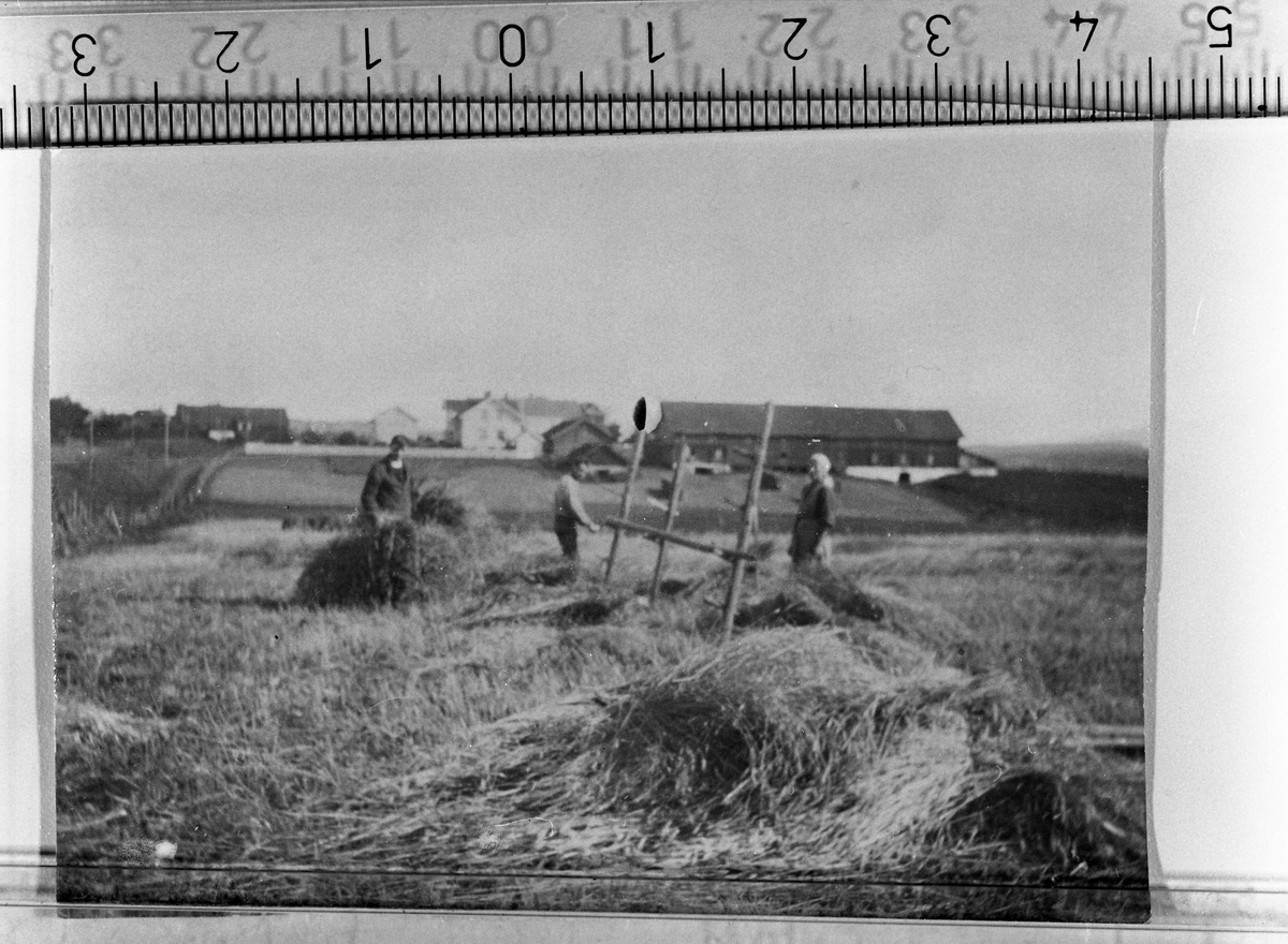 Hesjing med hesjebokker og rajer på Vestre Buruld på Kraby. Til høyre i bildet står Kristine Hanshaugen som var budeie på Buruld. Muligens Martin Stenbakk i midten. Bygningen på Buruld i bakgrunnen.
