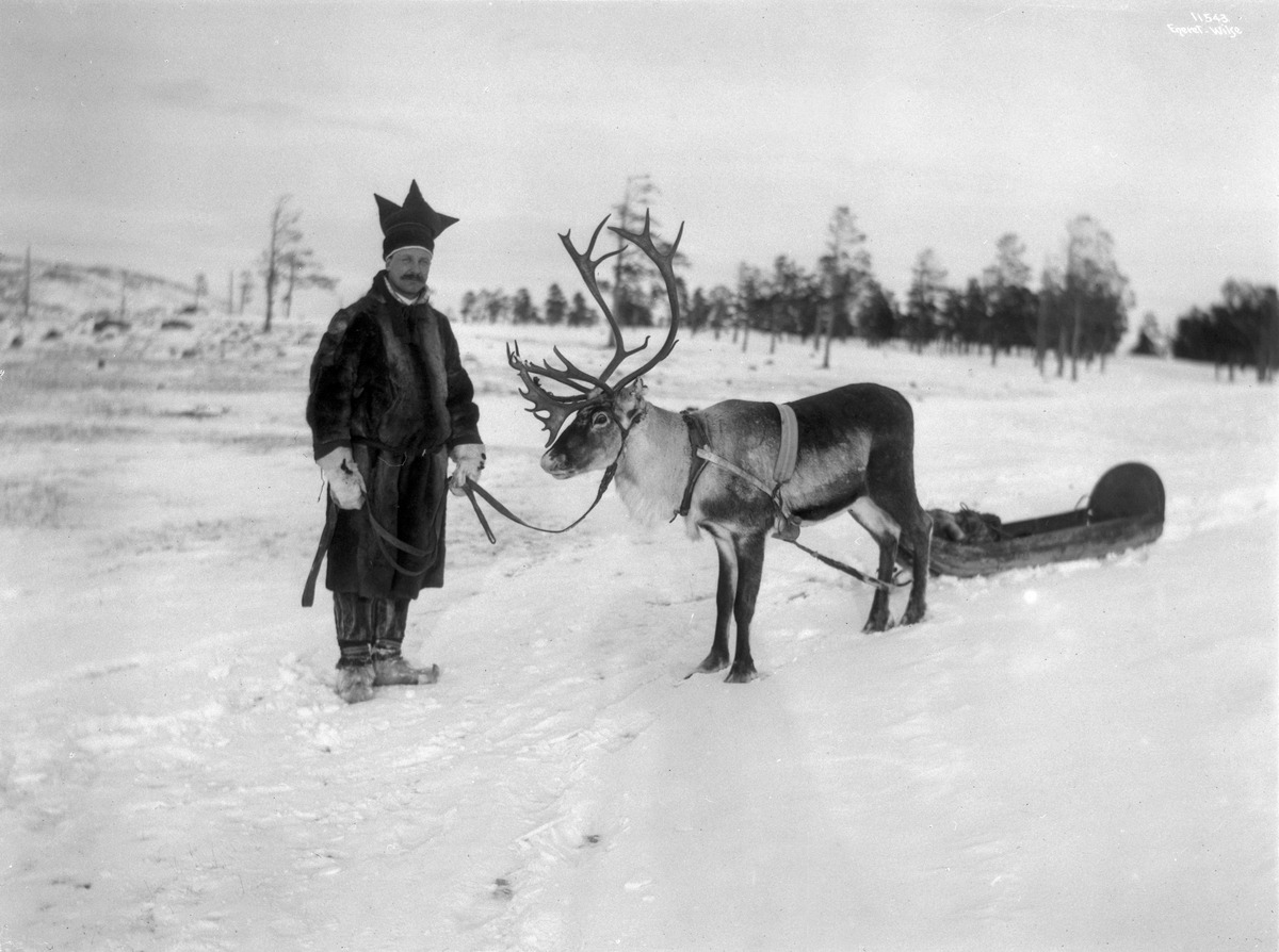 Bosekop - Pulkkjøring med rein. Skogforvalter Sandbu 2/3 1910
