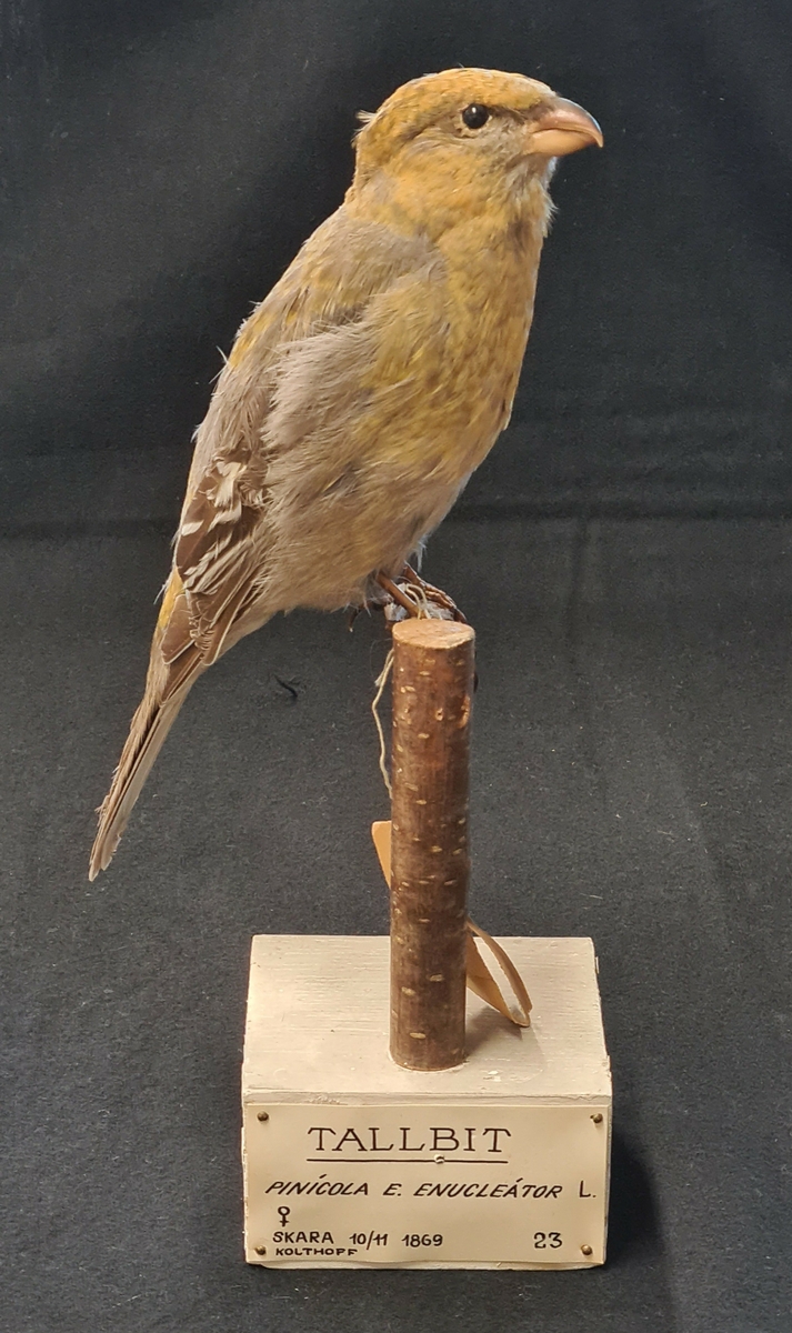 Monterad fågel på pinne.
Tallbit
Pinicola e. enucleator
hona
Skara, 10/11 1869
Kolthoff