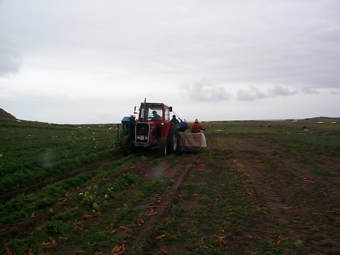 Gulrotåker med traktor og opptakar i arbeid. Orre. Jæren. Feltarbeid 11. oktober 2002.