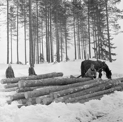Tømmerkjøring med rede hos Per O. Løvberg og sønn. Kjøringen