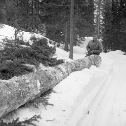 Tømmerkjøring med rede hos Per O. Løberg og sønn. Kjøringen 