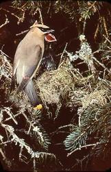 Cedar Waxwing