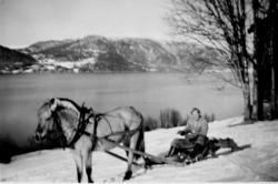 Hest/slede Arne Sandnes