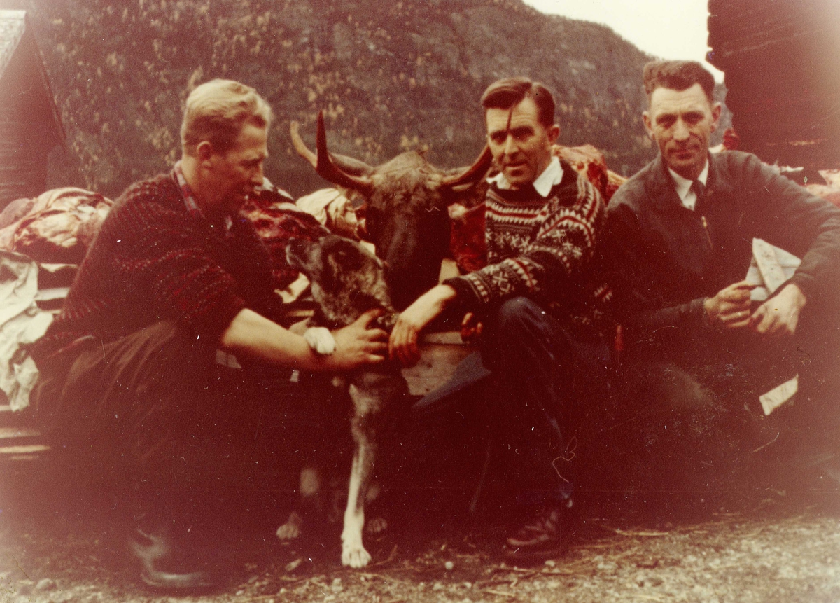 Elgjakt,hund,elghode,genser,jakke.
Frå v.Knut Amundsli,Ulrik Brenno og Håvard Brenno.