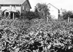 To av bolighusene på Granerud gård, Brumunddal. Potetåker i 