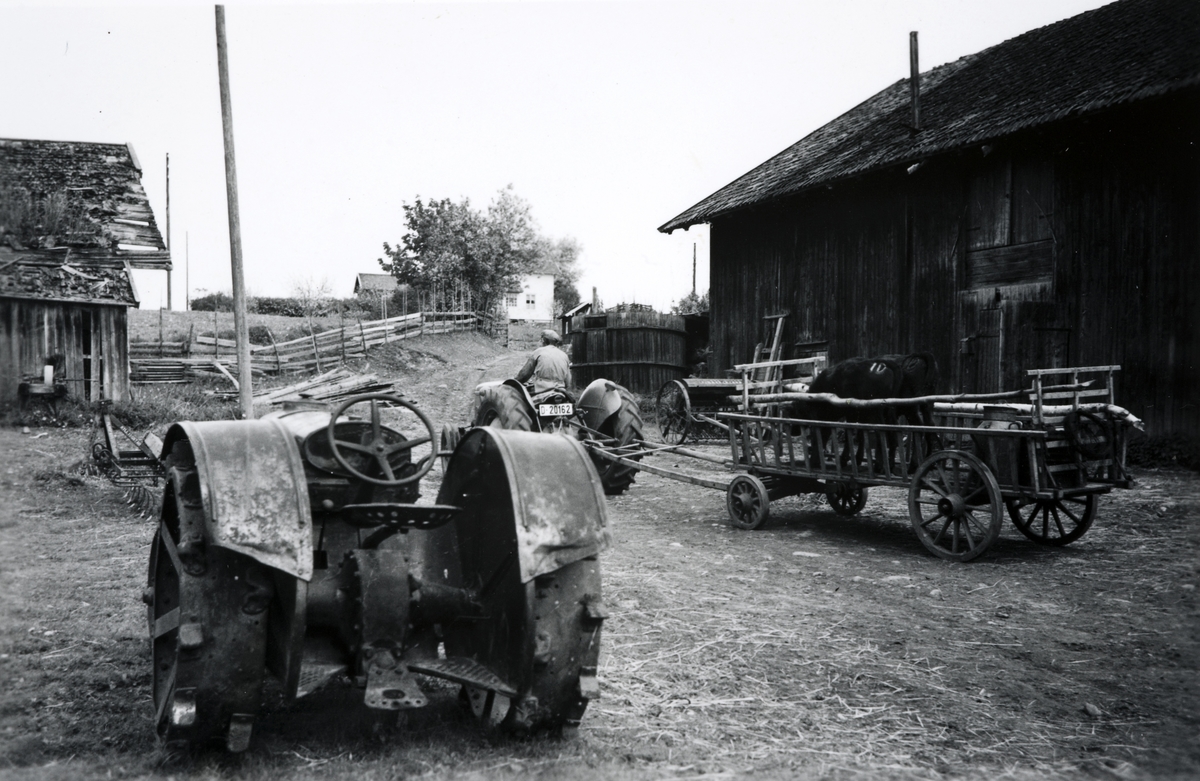 82/5 Dystvoll østre. Kvige transporteres i høyvogn. "Gråtass" Ferguson traktor trekker høyvogn med sjeker. I forgrunnen gammel "førkrigsmodell" traktor. Ca 1955. 