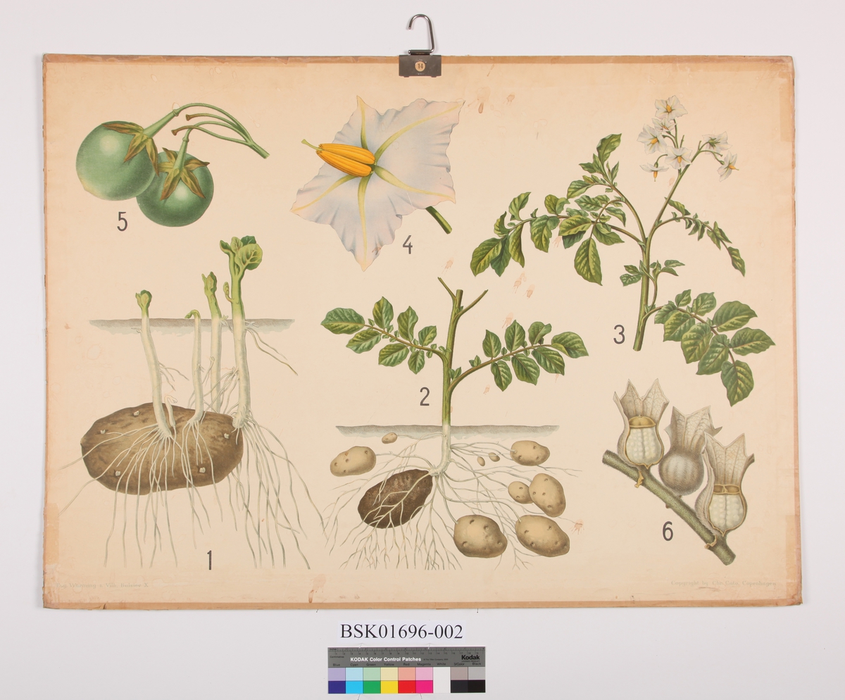 Illustrasjon av potetplanten